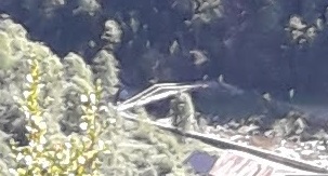 Pont del Camí de la Coma de Vaca
